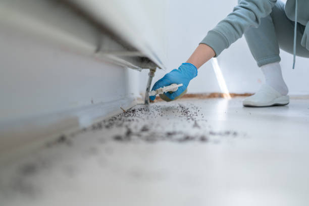 Flea Control Services in Parkville, PA